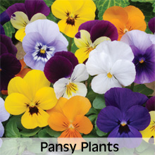 Choose from our extensive range of Pansy Plants