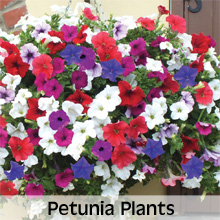 Choose from our extensive range of Petunia Plants