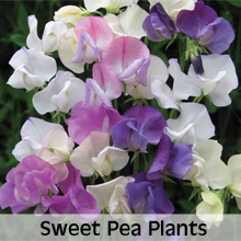 Choose from our extensive range of Sweet Pea Plants
