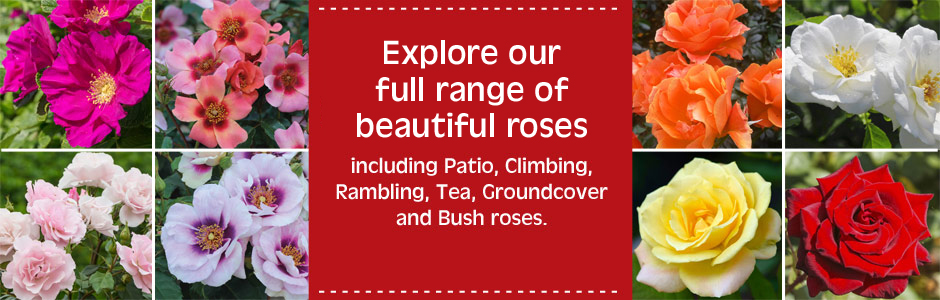 View our range of roses