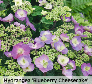 Hydrangea macrophylla ‘Blueberry Cheesecake’