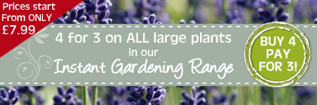 4 for 3 on all large plants in our Instant Gardening Range