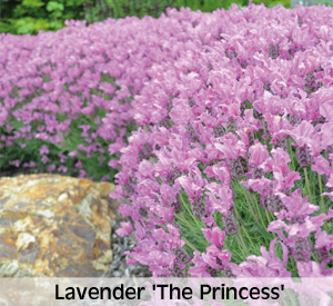 Lavender stoechas 'The Princess'