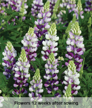 lupin avalune lilac