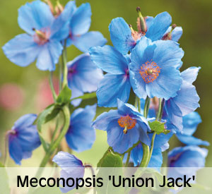 Meconopsis 'Union Jack' Collection