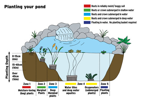 Our planting guide for water plants
