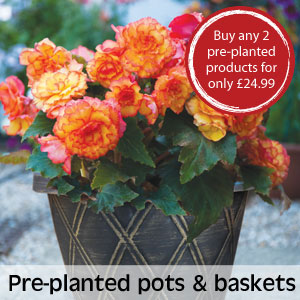 Pre-planted pots & baskets