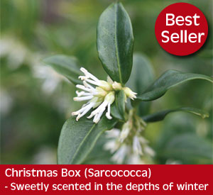 Sarcocca or Christmas Box is a gorgeous evergreen shrub with sweetly fragranced flowers in the depths of winter