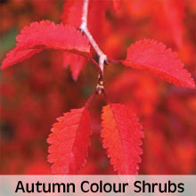 Shrubs for autumn colour