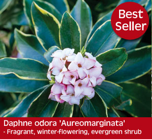 Daphne Aureomarginata - a winter flowering, evergreen shrub with a gorgeous fragrance