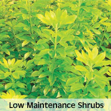 Low maintenance shrubs