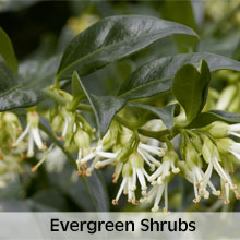 Evergreen Shrubs