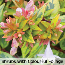 Shrubs with colourful foliage