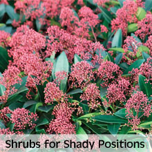 Shrubs for planting in shade