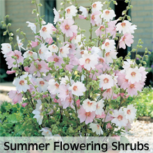 Summer Flowering Shrubs