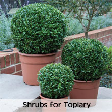 Shrubs suitable for shaping into Topiary
