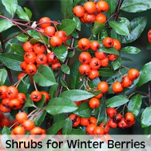 Shrubs with winter berries