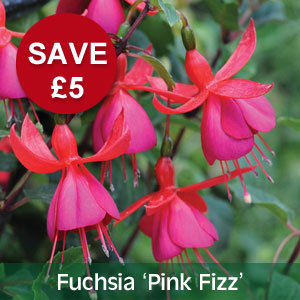 Fuchsia 'Pink Fizz' - SAVE £5