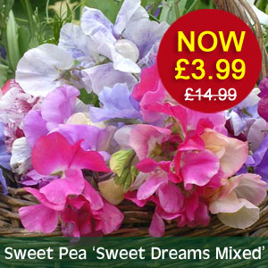 Sweet Pea 'Sweet Dreams Mixed' NOW £3.99