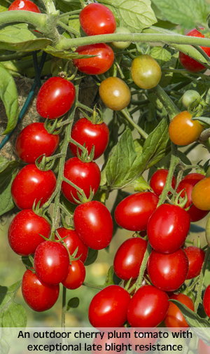 tomato romello