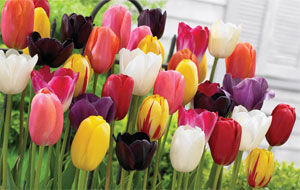 tulip everlasting mixture