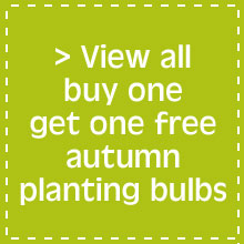 View all buy one get one free autumn planting bulbs