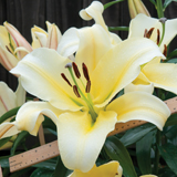 Lily 'Big Brother' - Part of the Alan Titchmarsh Collection