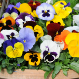Best spring colour for a container - Pansy 'Matrix Mixed'
