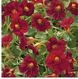 Nasturtium 'Crimson Emperor' - Flower of the year 2013