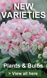 View our new plants and bulbs varieties