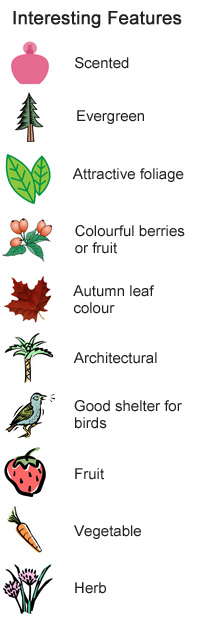 Plants for wildlife - Interesting Features - Scented, evergreen, attractive foliage, colourful berries and fruit, good shelter for birds, fruit, herb, vegetable, autumn leaf colour