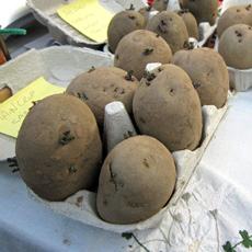 Use up old egg boxes for chitting your potatoes