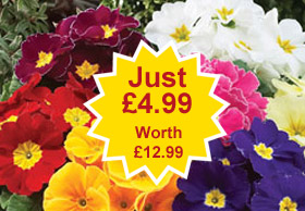 autumn bedding plants from just 6p each