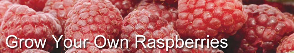 Grow Your Own Raspberries