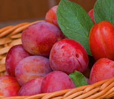 Grow your own plums