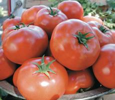 Grow your own tomatoes