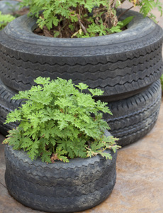 Old tyres are ideal for turning into raised beds or compost bins