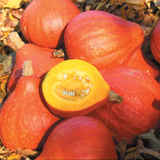 Randel Recommends - Sow squash seeds on their edge to prevent rotting