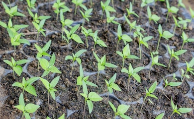 Young chilli pepper plants in ground