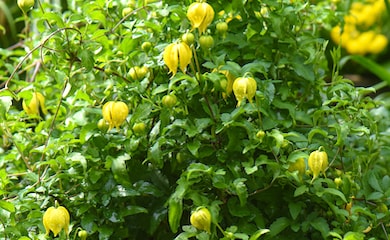 Yellow clematis bush