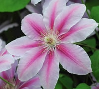 Clematis (large flowered cultivars)