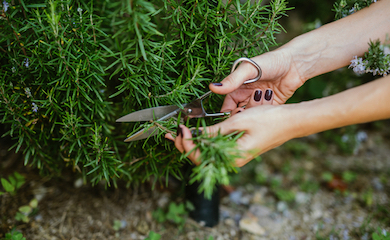 Hand pruning rosemary plant