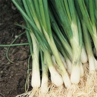 Spring or Bunching Onions (Scallions)