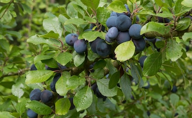 Damson fruit with leaves