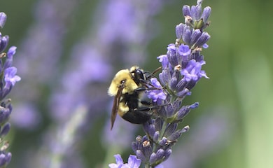Small bee sitting atop of lavender flower