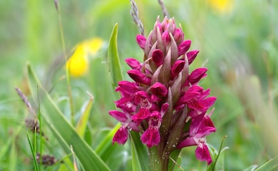Purple early marsh orchid 