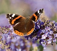 wildlife tasks july - butterfly