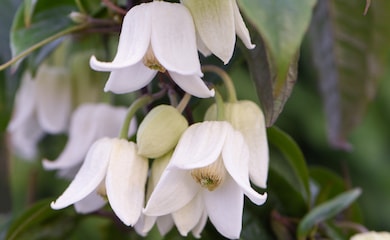Clematis urophylla 'Winter Beauty' from Thompson & Morgan