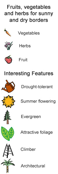 What are characteristics of flowering plants?