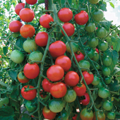 Tomato Cherrola - Vegetable of the Year 2009
